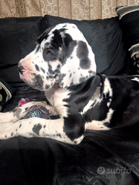 Cuccioli Di Alano Arlecchini,Neri e Mantel