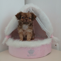 Cucciola chihuahua