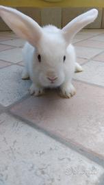 Coniglio nano