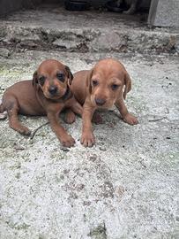 Cuccioli seguigio italiano