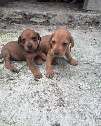 Cuccioli seguigio italiano