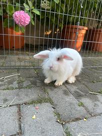 Cuccioli di coniglio