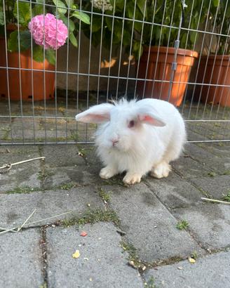 Cuccioli di coniglio