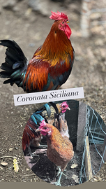 Gallina coronata siciliana