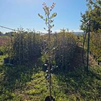 agricoltura,piante di carrubo