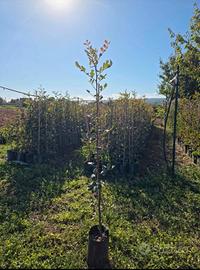 agricoltura,piante di carrubo