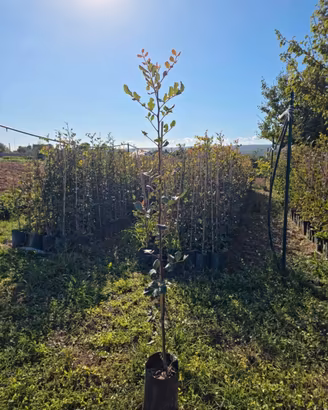 agricoltura,piante di carrubo