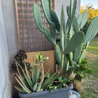 Piante in composizione vaso 80 cm