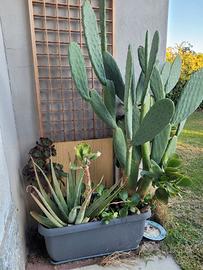 Piante in composizione vaso 80 cm