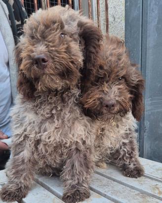 Lagotto romagnolo cuccioli