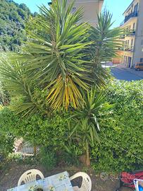 Yucca