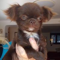 Cucciola di chihuahua con pedigree Enci
