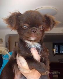 Cucciola di chihuahua con pedigree Enci