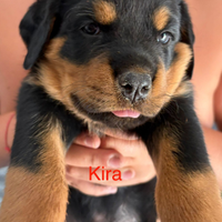 Cucciolo/a rottweiler