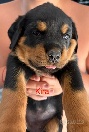 Cucciolo/a rottweiler