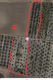 Uliveto a San Severo