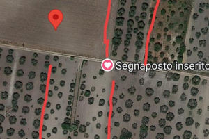 Uliveto a San Severo