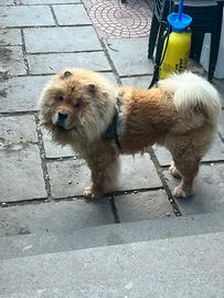 Chow chow