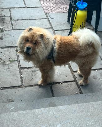 Chow chow