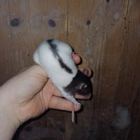 Rattini da compagnia