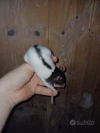 Rattini da compagnia