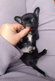 Chihuahua mini mini