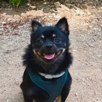 Chihuahua cane per monta