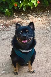 Chihuahua cane per monta