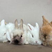 Conigli nani a Novara