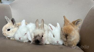 Conigli nani a Novara
