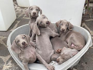 Weimaraner cuccioli pronta consegna