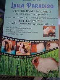 Porcellini D'India cuccioloni,cuccioli,adulti.