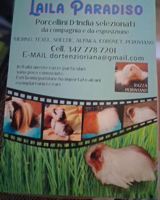 Porcellini D'India cuccioloni,cuccioli,adulti.