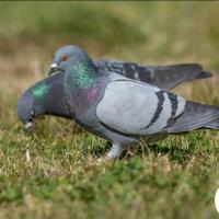 Piccioni torraioli