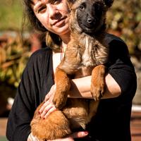 Cuccioli pastore belga Malinois