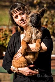 Cuccioli pastore belga Malinois