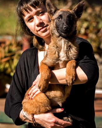 Cuccioli pastore belga Malinois