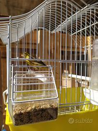 Canarini ultimi.cantori