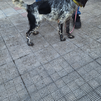 Setter