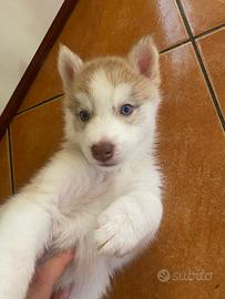 Cucciolo di Siberian Husky