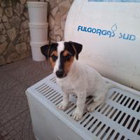 Jack Russell