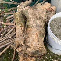 Legno bosso