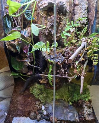 TERRARIO 50alt×30×30 sia per insetti che anfibi