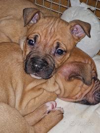 Ultima amstaff disponibile