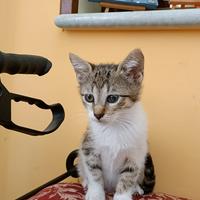 Jumpy gattino 3 mesi