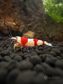 Caridina CRS