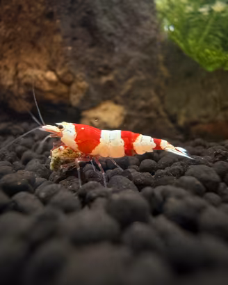 Caridina CRS