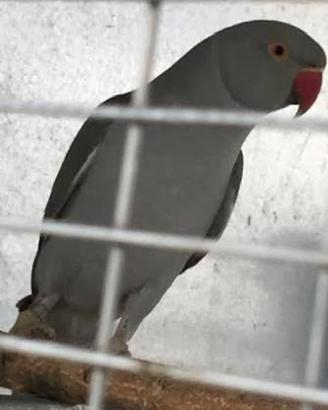 Parrocchetto dal collare