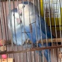 Pappagalli inseparabili