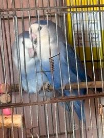 Pappagalli inseparabili